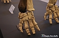 VBS_1047 - Riapre il Museo di Scienze Naturali dopo dieci anni di chiusura